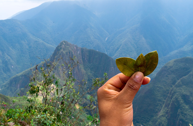 Hoja de coca montaña Machu Picchu