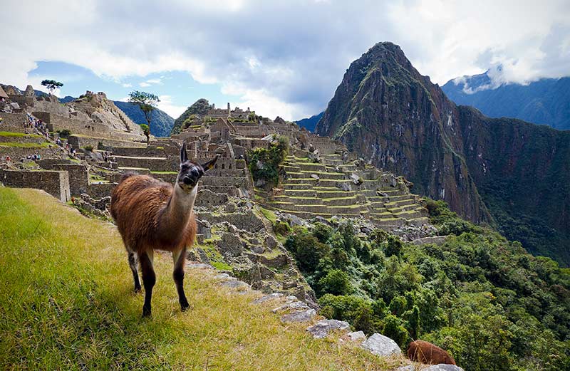 Una de las llamas que habitan en Machu Picchu