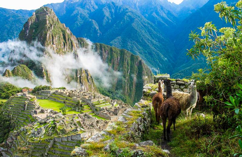 Llamas en las caminatas de Machu Picchu