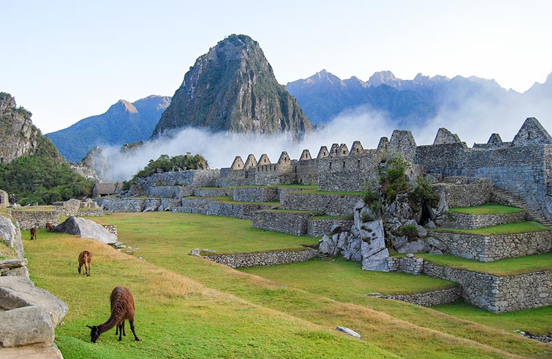LLamas en la ciudadela Inca